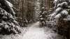 Photo de la nature avec panorama irrésistible neigeux hiver merveilleuse forêt d'épinettes.