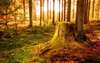 Сказочный лес, пропитанный многогранными и сочными красками лета.