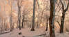 Сказочный лес заметенный снегом.