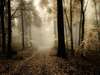 Wallpapers with extraordinary Especially distinctive forest