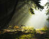 Fonds d'écran avec oblique merveilleuse forêt sauvage de la nature
