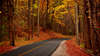 El camino por el bosque de otoño.